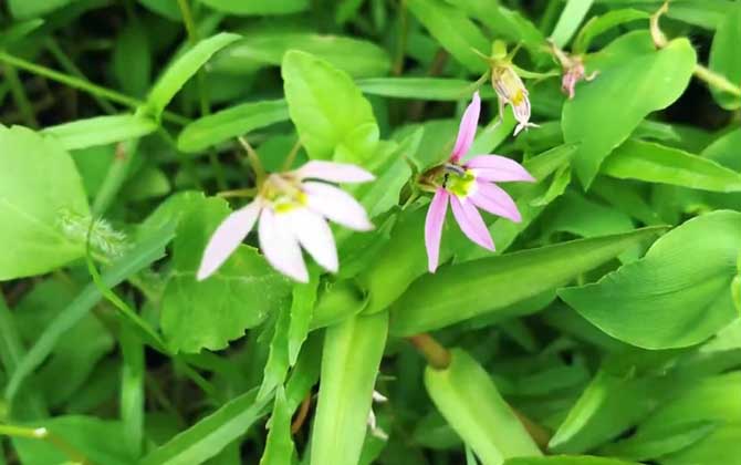 半边莲是蜜源植物吗？