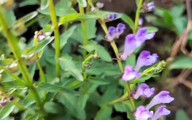 半枝莲什么时候开花？