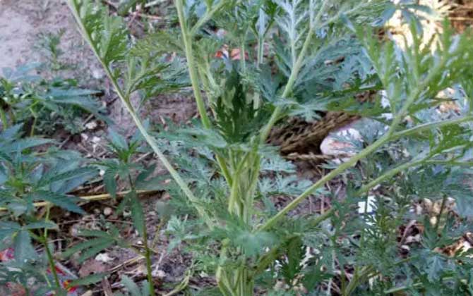 白蒿是什么植物？