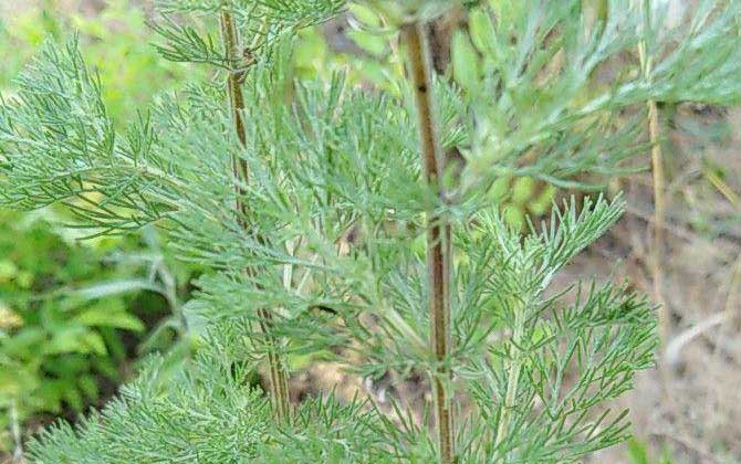 黄花蒿是什么植物？