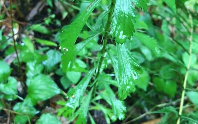 牡蒿是什么植物？