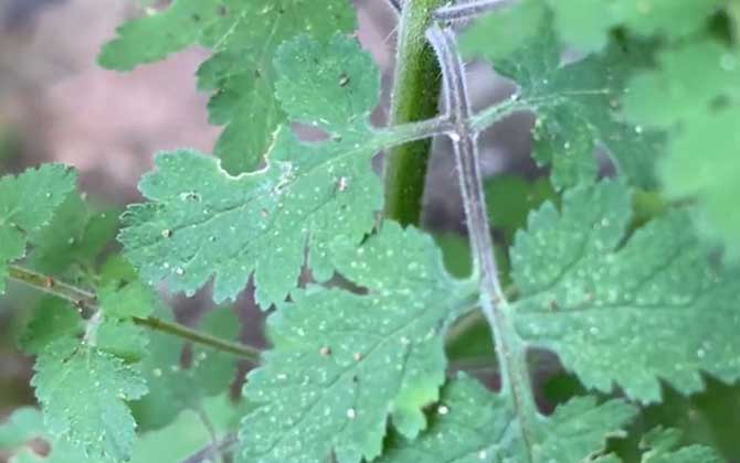 松蒿是什么植物？