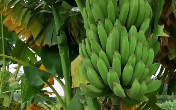 芭蕉是蜜源植物吗？