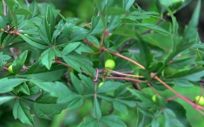 白蔹是什么植物？