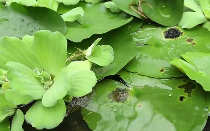 水白菜