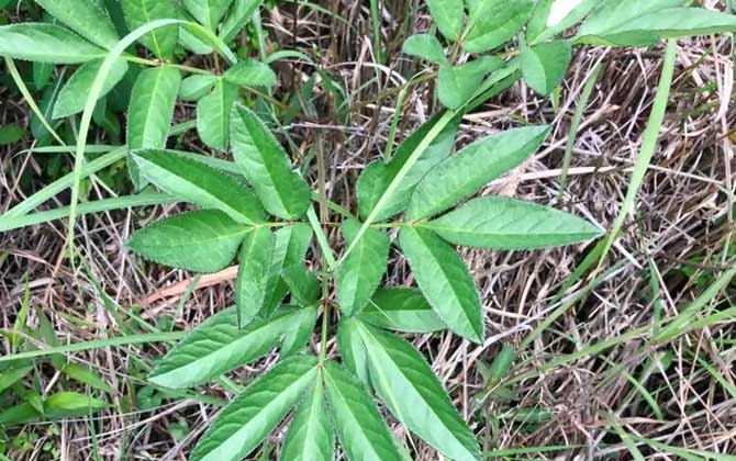 白芷是什么植物？