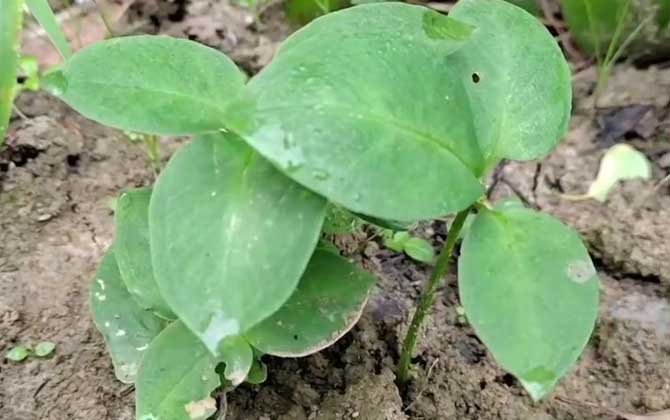 半夏种植技术及病害防治