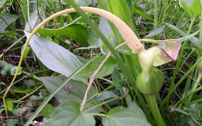 水半夏是什么植物？