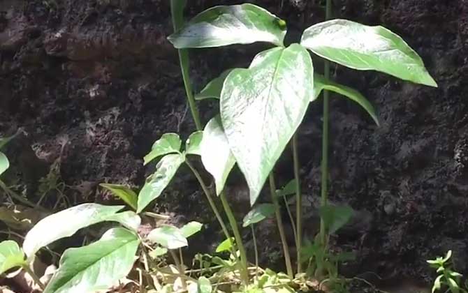 旱半夏是什么植物？