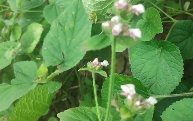 猫薄荷是什么植物？