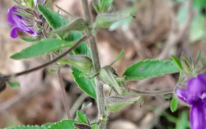 麝香草