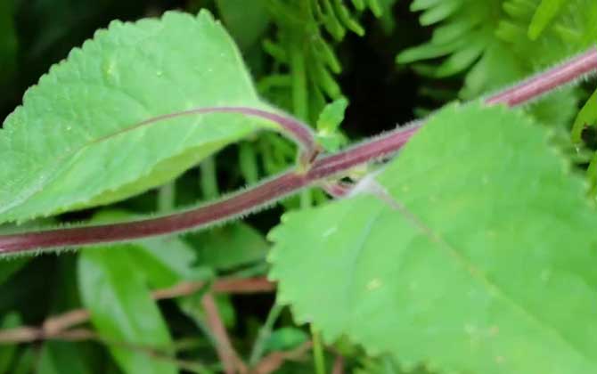 麝香草