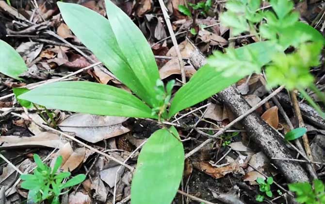 川贝母是什么植物？