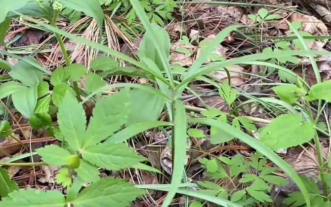 太白贝母是什么植物？