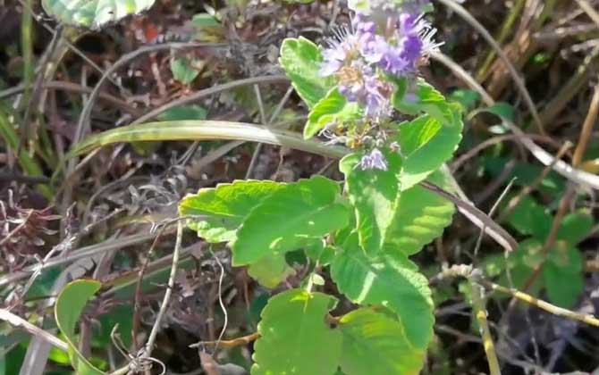 山薄荷是什么植物？