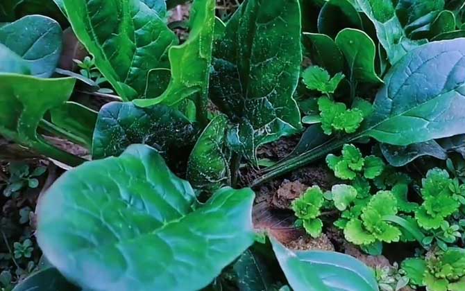 菠菜种植技术及病害防治