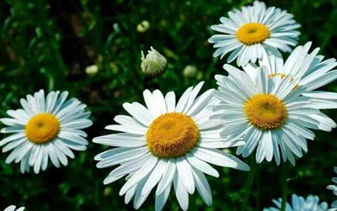 白花除虫菊是什么植物？