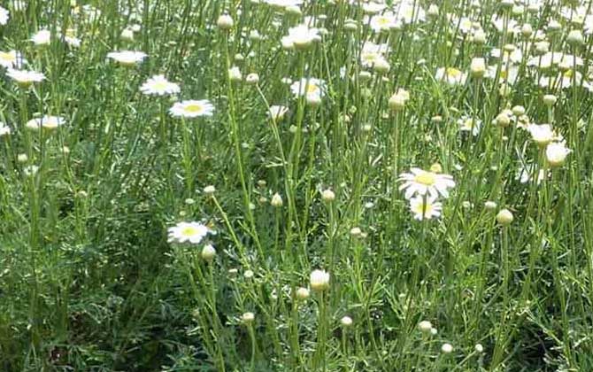 白花除虫菊