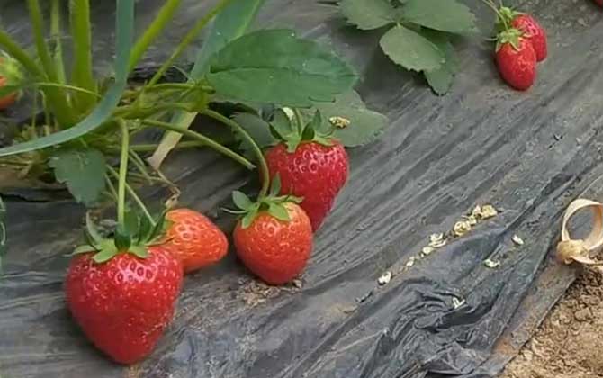 草莓是什么植物？