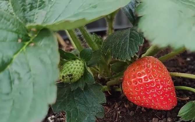 草莓的种植方法和技术