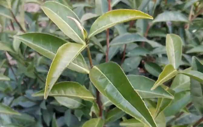 茶树是什么植物？