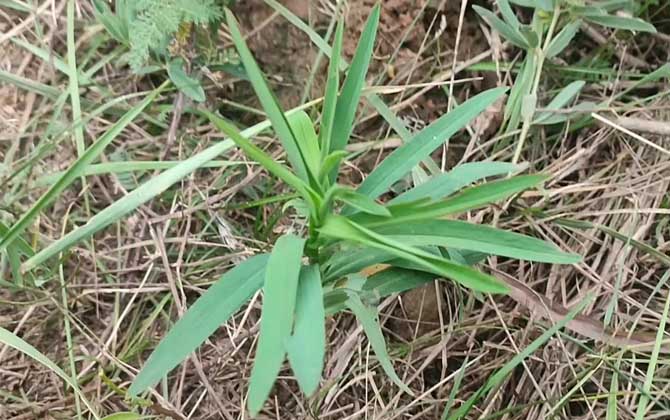 柴胡是什么植物？