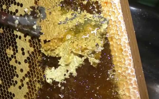 土蜂蜜的十大功效与作用