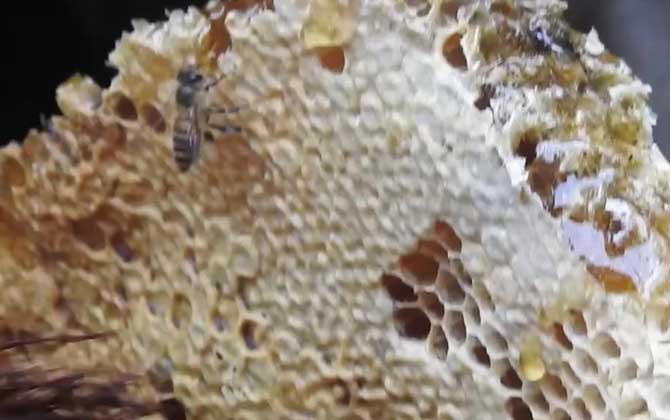 土蜂蜜上面一层白色的是什么？