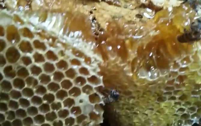 土蜂蜜结晶的好还是不结晶的好？