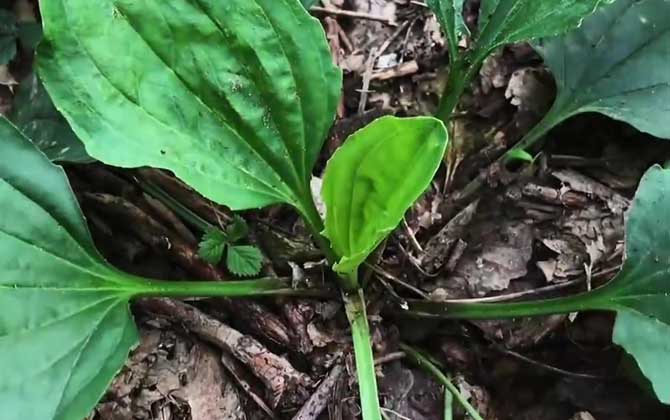 平车前是什么植物？