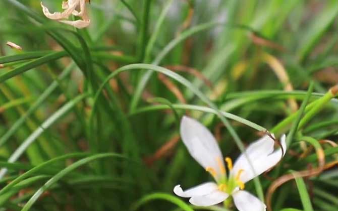 白花葱兰是什么植物？