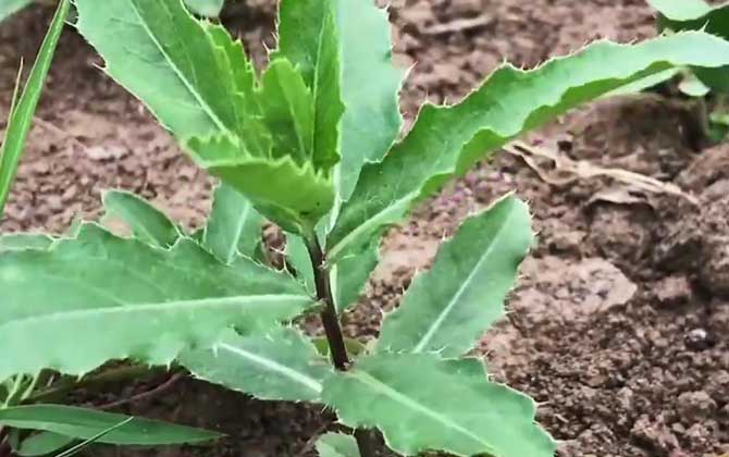 刺儿菜是什么植物？