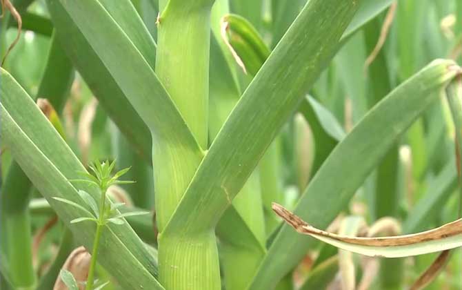 大蒜种植技术及病害防治