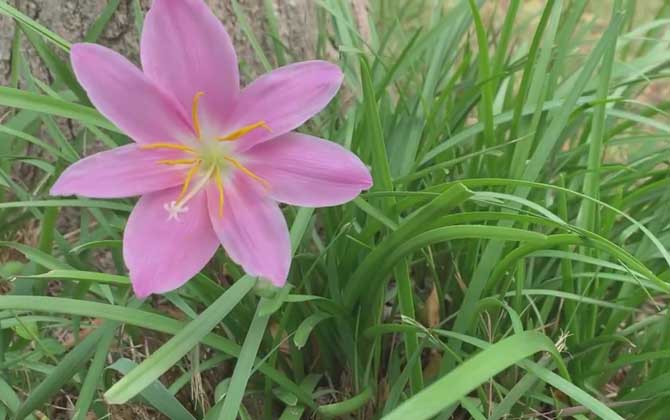 红花葱兰是什么植物？