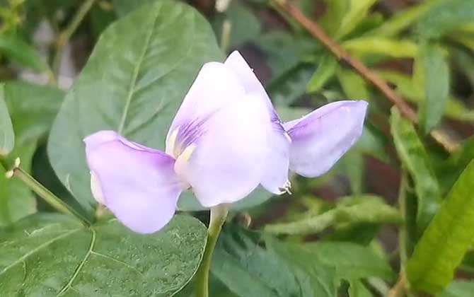 刀豆是什么植物？