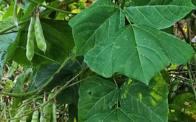 葛薯是什么植物？