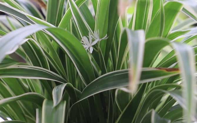 吊兰是什么植物？