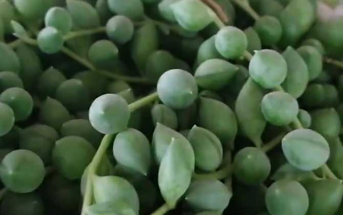 佛珠吊兰是什么植物？