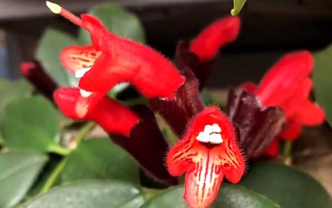 口红吊兰是什么植物？