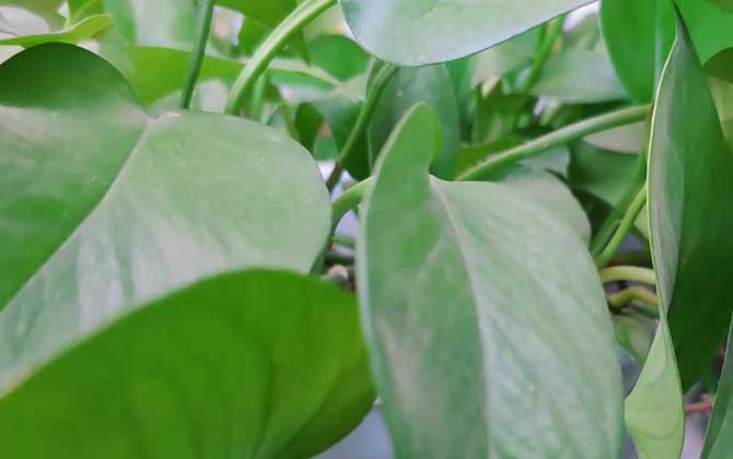 绿萝吊兰是什么植物？