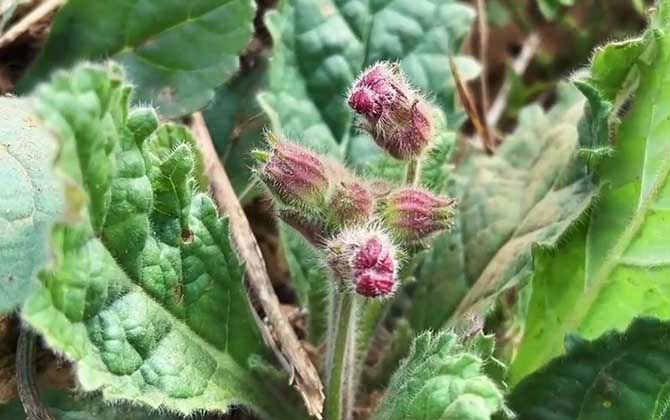 地黄是什么植物？