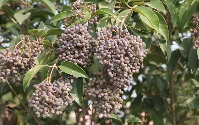 冬青树种植技术及病害防治