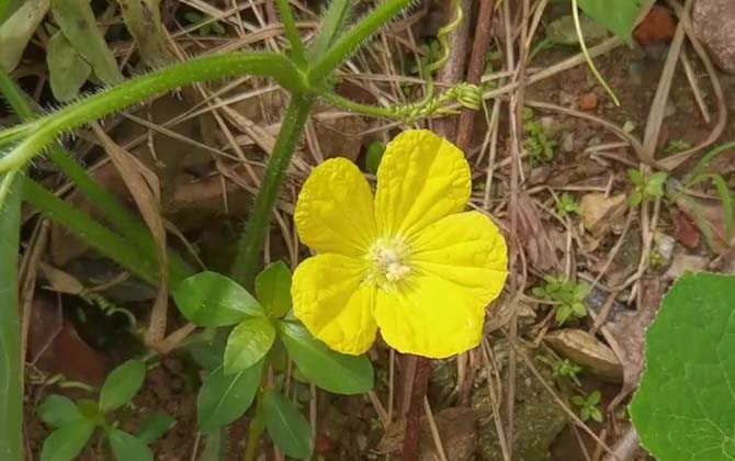 冬瓜种植技术及病害防治