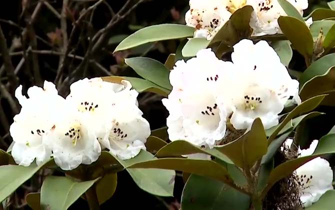 高山杜鹃是什么植物？