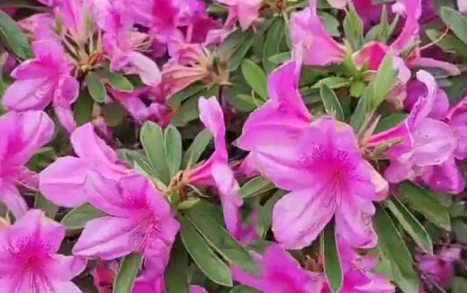 紫杜鹃是什么植物？