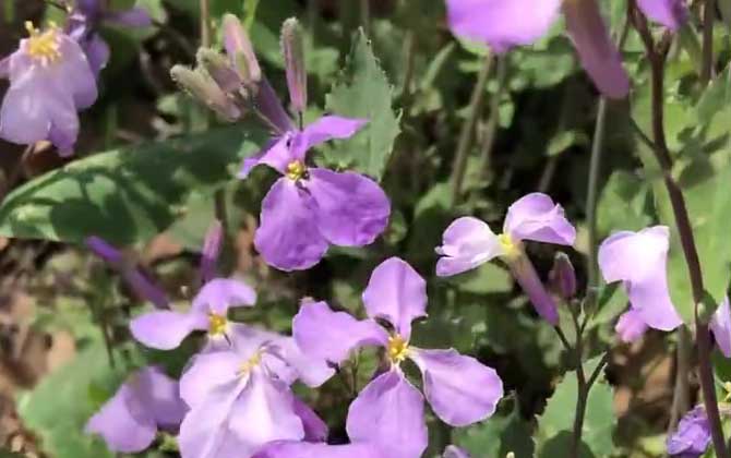 二月兰种植技术及病害防治