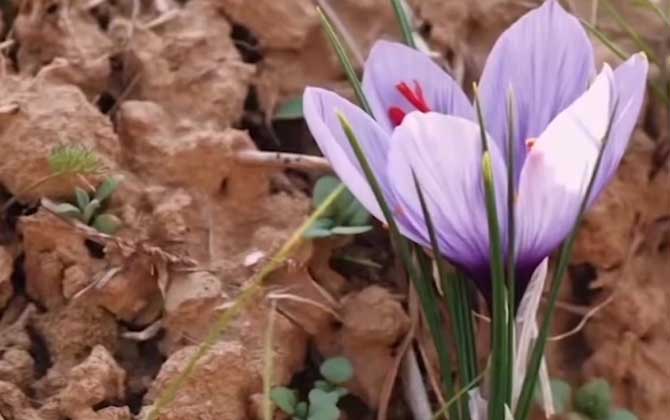 番红花是什么植物？