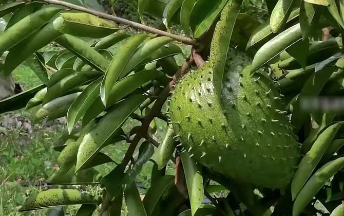 刺果番荔枝是什么植物？