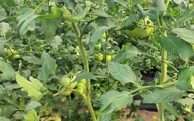 番茄种植技术及病害防治