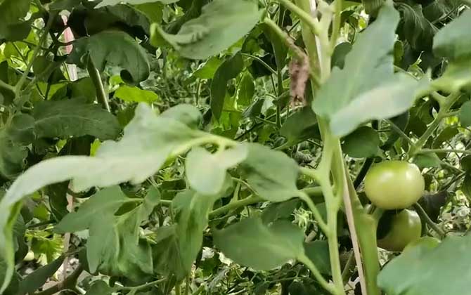番茄种子怎么种植？